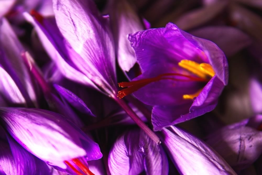 Saffron – The Golden Spice